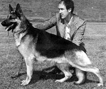 German Shepherd