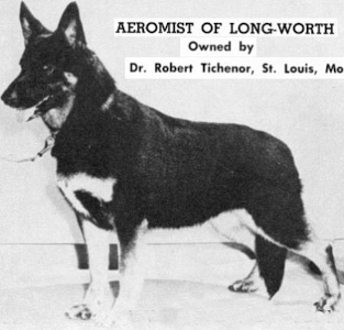 German Shepherd