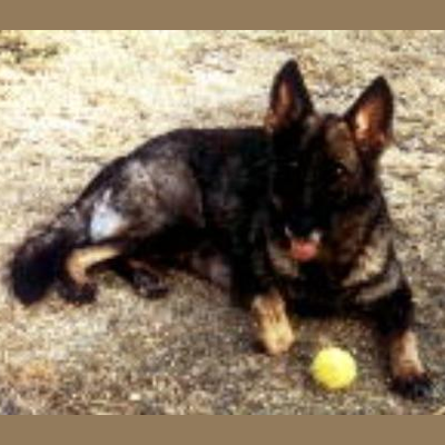 German Shepherd