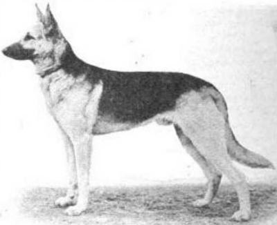 German Shepherd