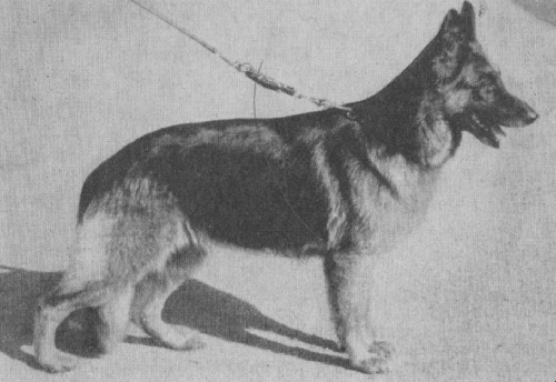 German Shepherd
