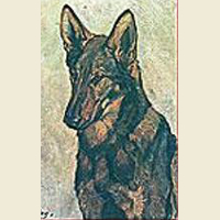 German Shepherd