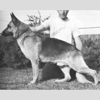 German Shepherd