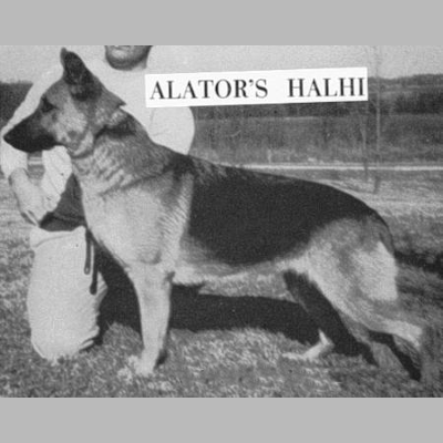 German Shepherd