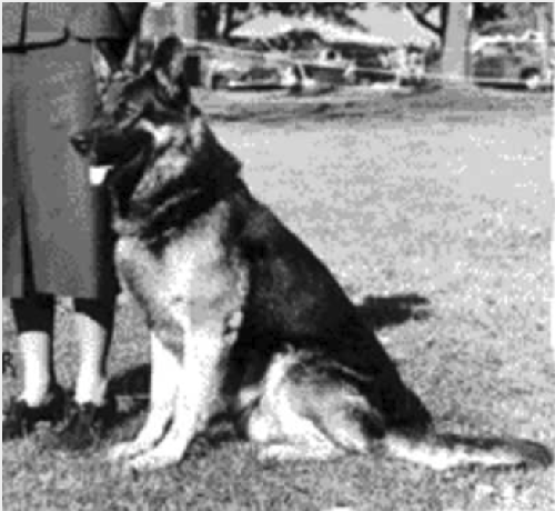 German Shepherd
