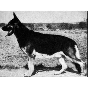 German Shepherd