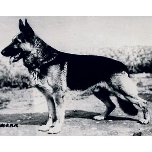 German Shepherd