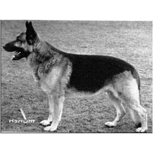 German Shepherd
