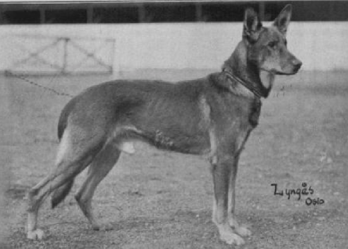 German Shepherd
