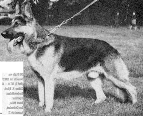German Shepherd