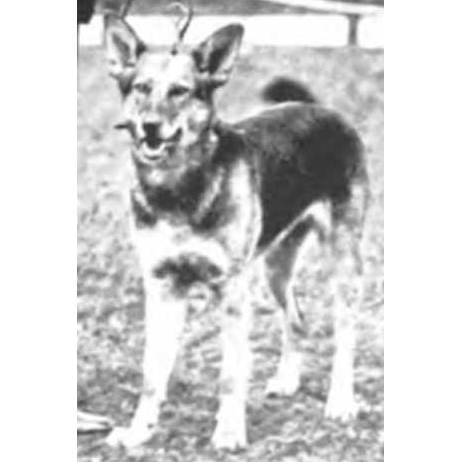 German Shepherd