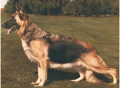 German Shepherd