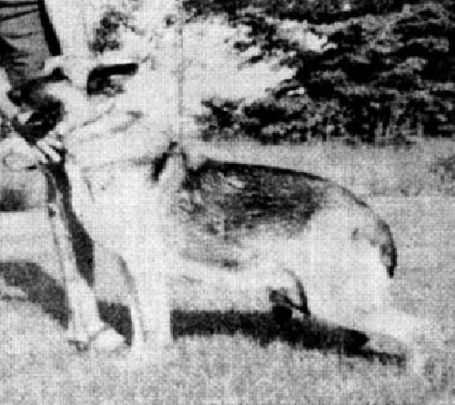 German Shepherd