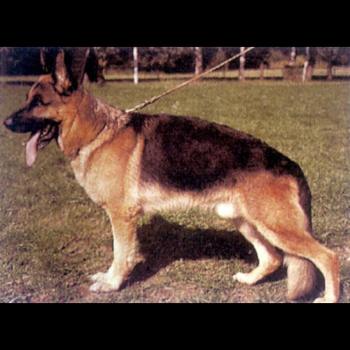 German Shepherd