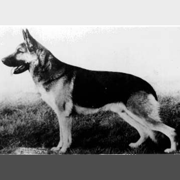 German Shepherd