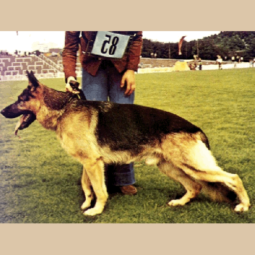 German Shepherd