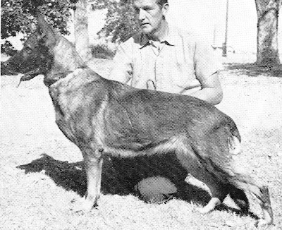 German Shepherd