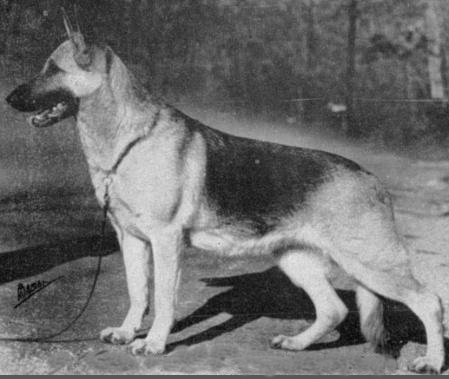 German Shepherd