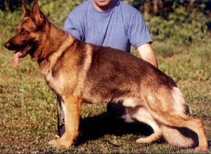 German Shepherd