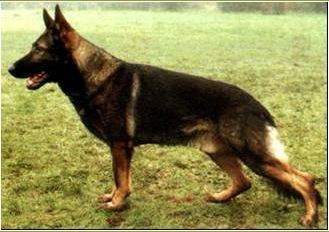 German Shepherd