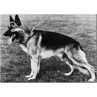 German Shepherd