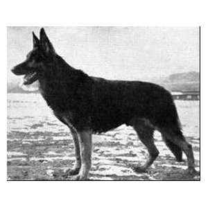 German Shepherd
