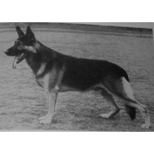 German Shepherd