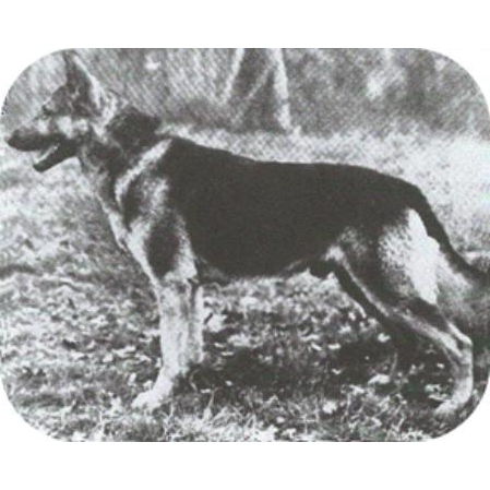 German Shepherd