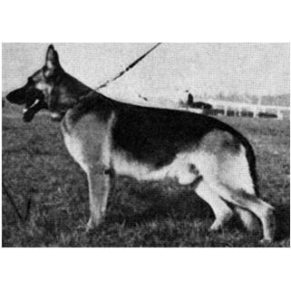 German Shepherd