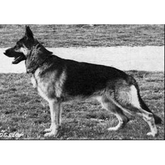 German Shepherd