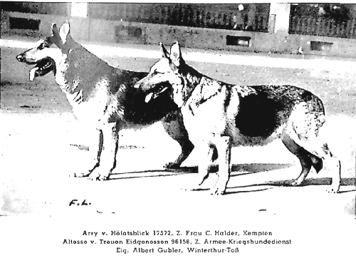 German Shepherd
