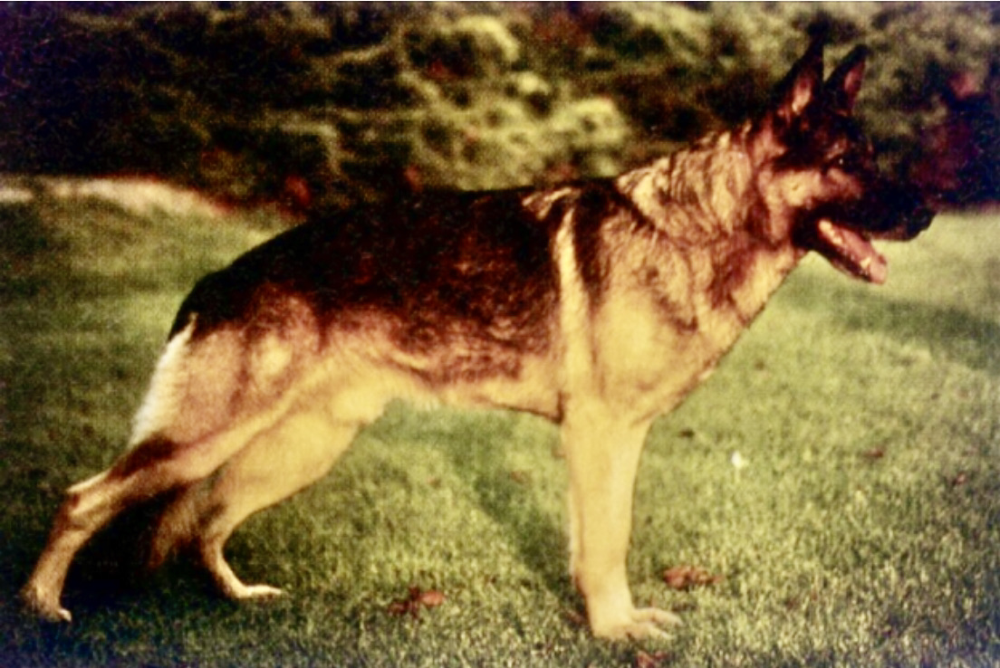 German Shepherd