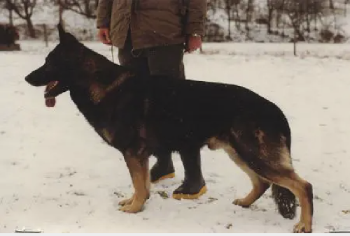 German Shepherd