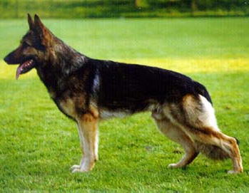 German Shepherd