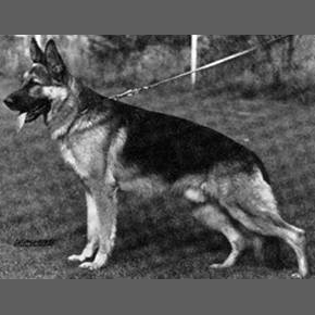 German Shepherd