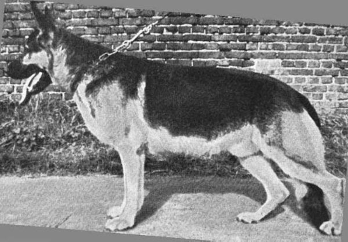 German Shepherd