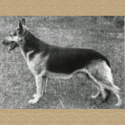 German Shepherd