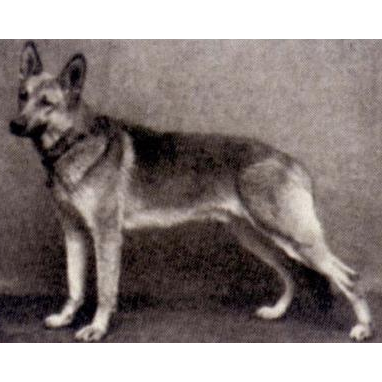 German Shepherd