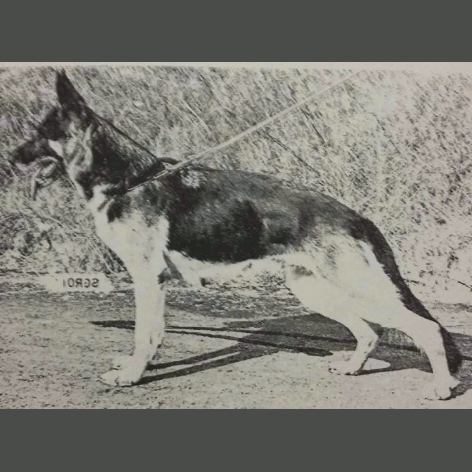 German Shepherd