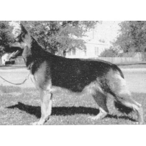 German Shepherd
