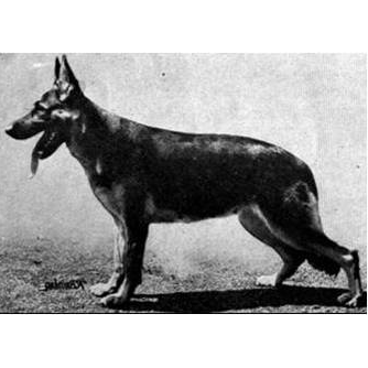 German Shepherd