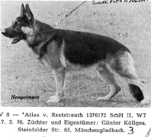 German Shepherd