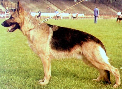 German Shepherd