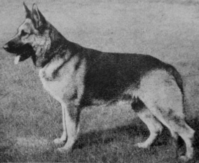German Shepherd