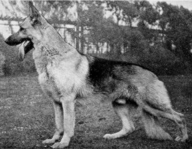 German Shepherd