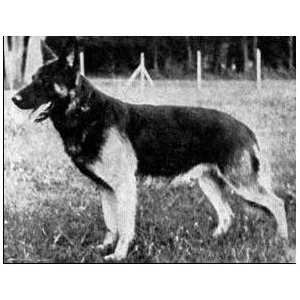 German Shepherd