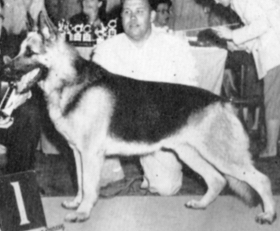 German Shepherd