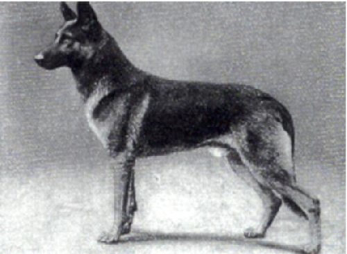 German Shepherd
