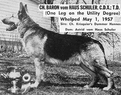German Shepherd