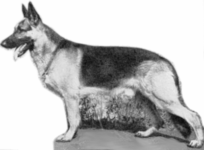 German Shepherd